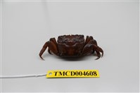 藏品(雙齒近相手蟹)的圖片